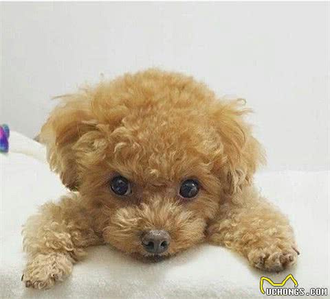 很多人养的泰迪和柴犬，哪一种更容易养？柴犬似乎不太聪明的样子