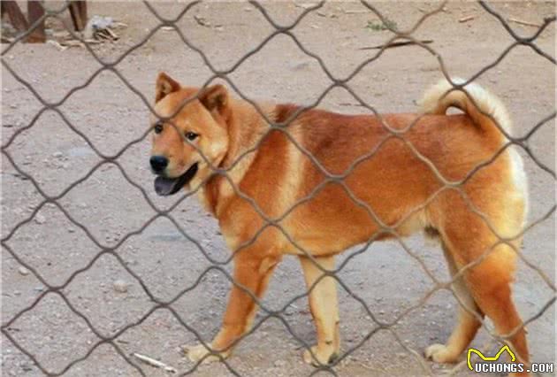 铲屎官农村养狗需注意佩戴牵引绳，避免爱犬出现安全隐患