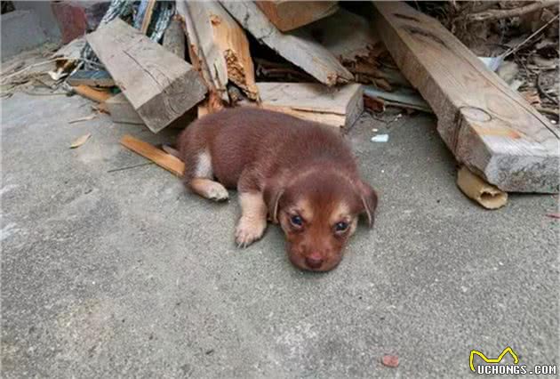 铲屎官农村养狗需注意佩戴牵引绳，避免爱犬出现安全隐患