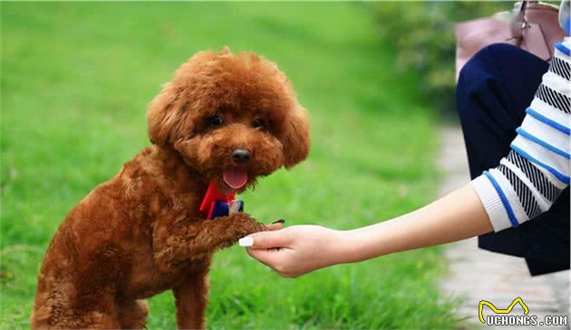 为什么劝你养“泰迪犬”，不要养“比熊犬”？理由有5个