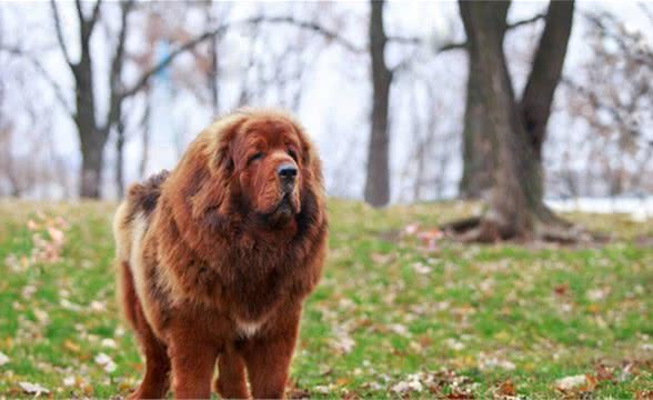 藏獒上位史：斗败棕熊，赶走雪豹，威压灰狼，高原之上我为王