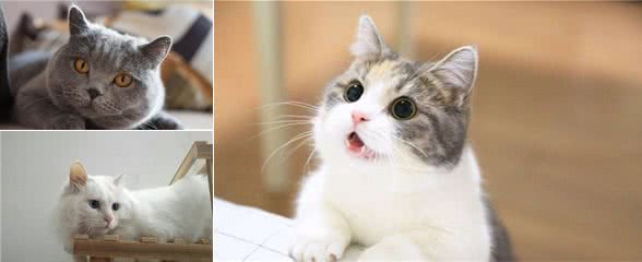网友评出最想养的六种短毛猫，除了英国短毛猫，你还知道几种？