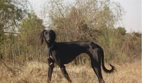 只认识中华田园犬？你错了！这些都是土生土长的中国犬