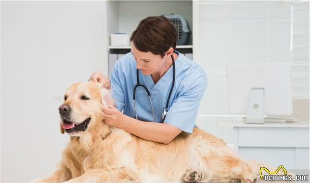 不得不说的金毛犬日常护理，这3个方面，很多宠主做不到！