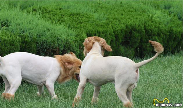 不得不说的金毛犬日常护理，这3个方面，很多宠主做不到！