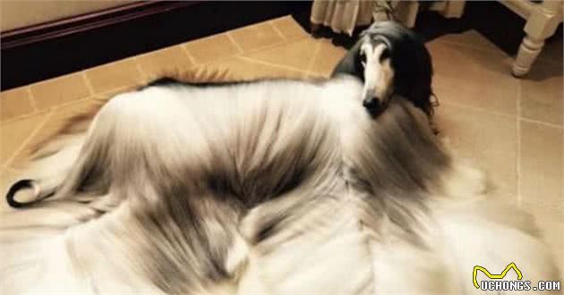 大型猎狗品种大全大型猎犬有哪些品种