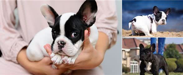 养法国斗牛犬，你不得不承认的六个事实