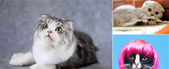 折耳猫迷思以及饲养必知！