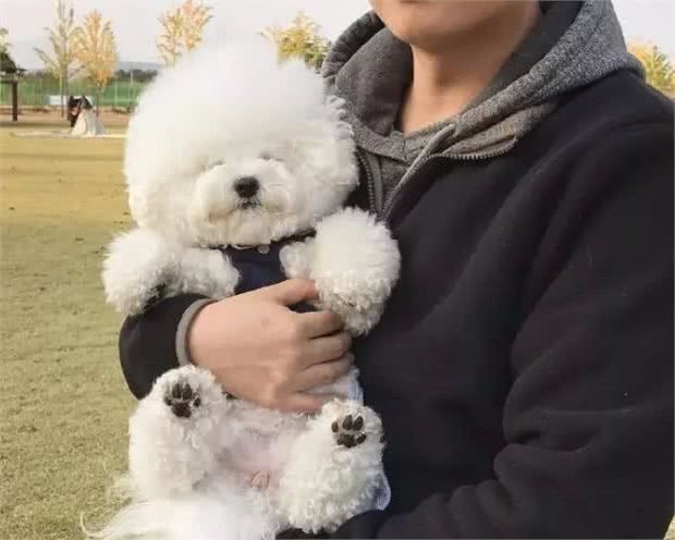 比熊犬认主的特征，你家狗狗有说明已经被“养熟”了