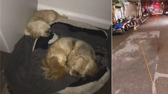 养两只性格完全不同的狗是什么体验？看完笑屎了哈哈哈哈