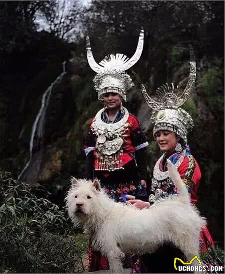 抬狗节：专门为狗子设立的节日，狗子原型是贵州下司犬