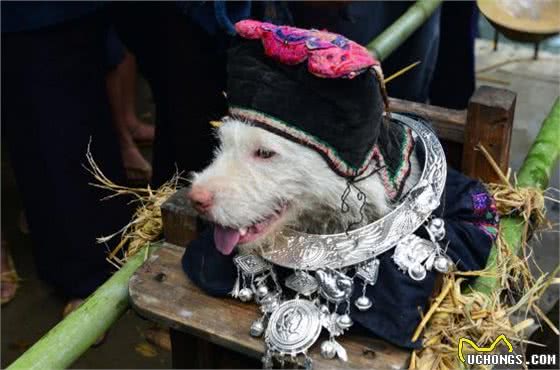 抬狗节：专门为狗子设立的节日，狗子原型是贵州下司犬