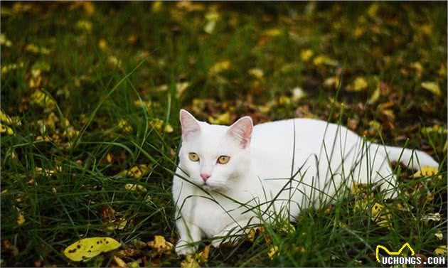 夫妇收养了一只白色的小狗，随后一只白色的流浪猫找上了家门