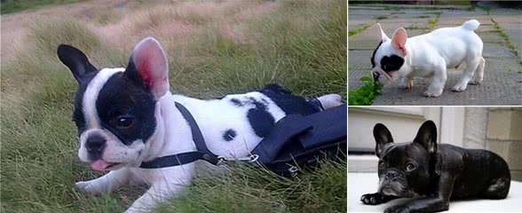 养法国斗牛犬，选“公犬”的五大原因，不会让你失望
