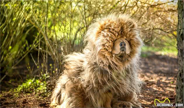 欧洲人最为欣赏的5种家庭护卫犬，中日两犬入围，它被称为拳击手