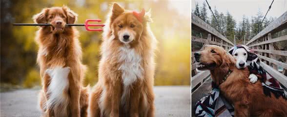 狗狗交配后竟转头就跑？背后真相有这些