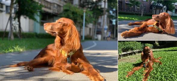 骷髅狗蜕变阳光男孩，灿笑晒日光浴