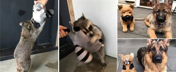 猫咪狗狗们抱着自己心爱的玩具，一脸满足的样子，看起来真幸福