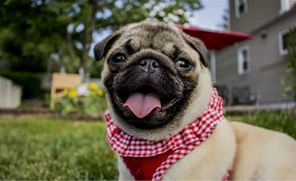 在国外深受欢迎的中国哈巴狗—巴哥犬（pug）饲养指南