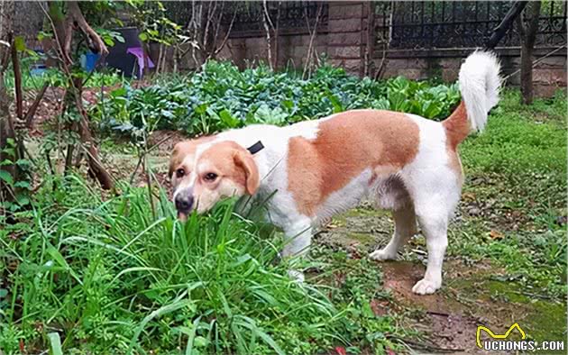 狗狗身上长寄生虫？寄生虫会带来危害？处理寄生虫的措施参考？