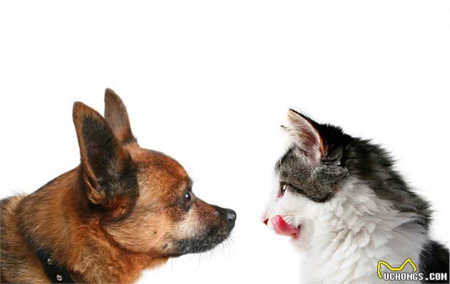 犬猫异于人类的营养结构