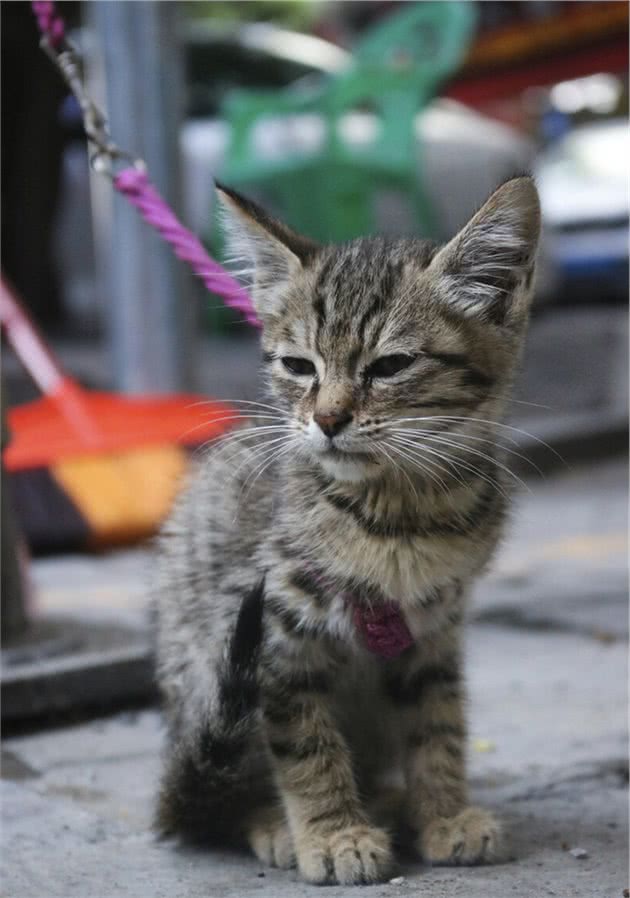 熬夜整理，常见猫品种简介—狸花猫