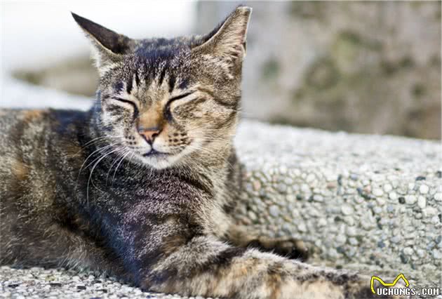 熬夜整理，常见猫品种简介—狸花猫