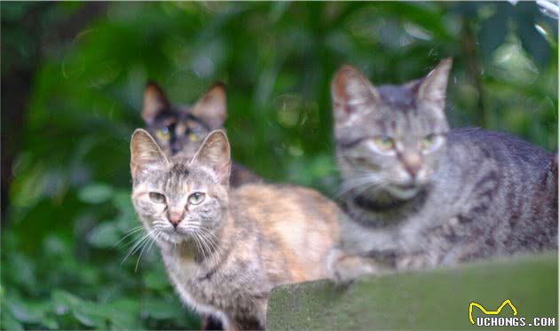 熬夜整理，常见猫品种简介—狸花猫