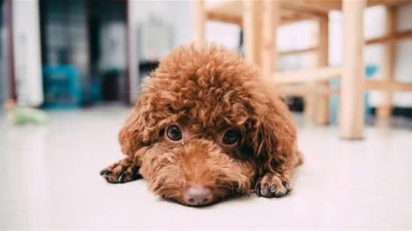 事实证明：泰迪犬最害怕的还是这几件事，相信很多宠主都做过