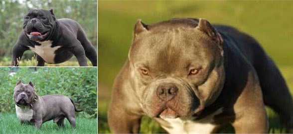 美国恶霸犬多少钱一只