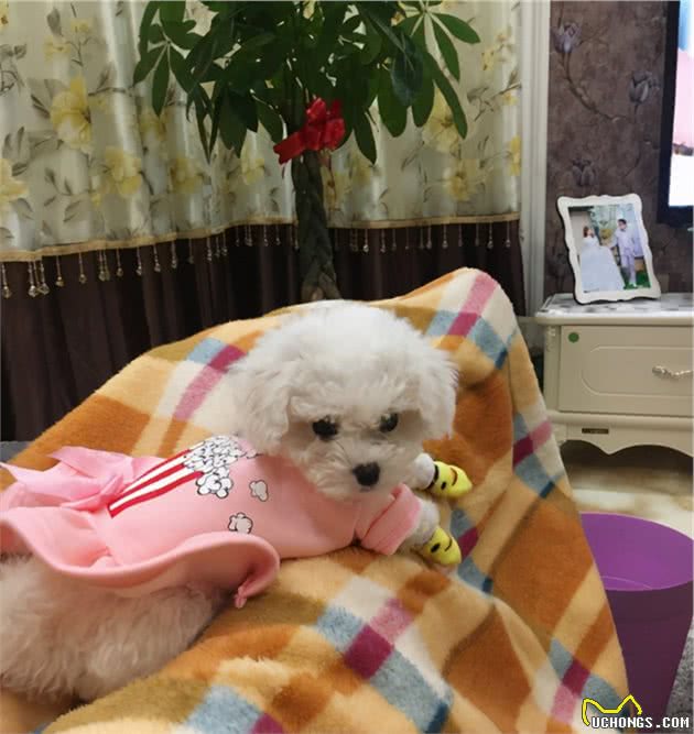 比熊犬为什么这么粘人，其实它想告诉你这几件事