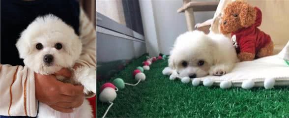 比熊犬为什么这么粘人，其实它想告诉你这几件事