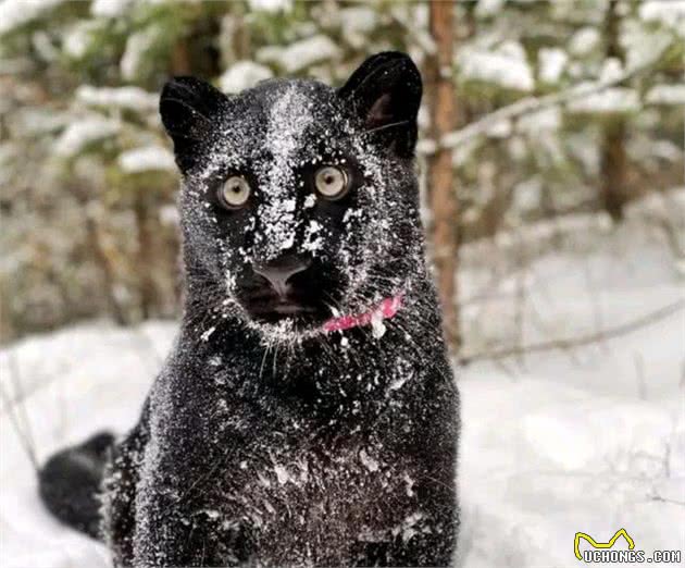 妹子草地捡到小黑猫，结果越养越“不对劲”，这哪里是猫啊