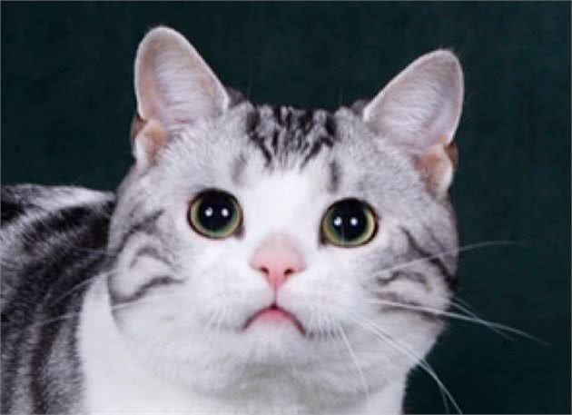 你知道美国短毛猫吗？短毛猫的样子竟是这样的