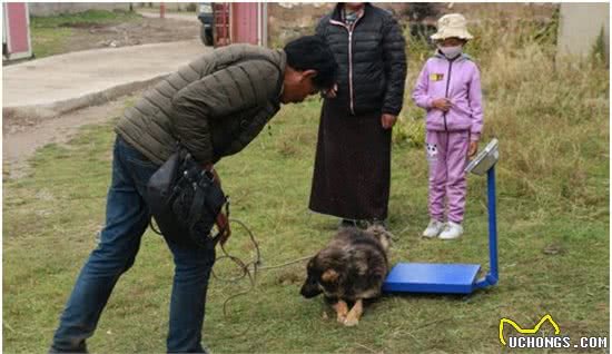 从身价百万到无人问津，当藏獒成了流浪犬