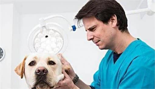 秋季养狗，掌握5大禁忌事项，希望你能为爱犬做好准备