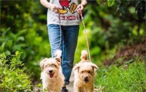 秋季养狗，掌握5大禁忌事项，希望你能为爱犬做好准备