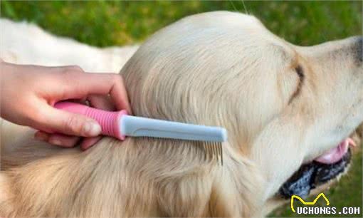 秋季养狗，掌握5大禁忌事项，希望你能为爱犬做好准备