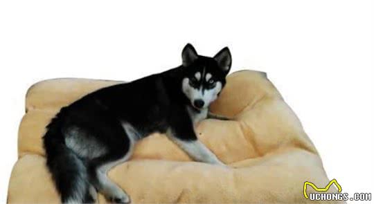秋季养狗，掌握5大禁忌事项，希望你能为爱犬做好准备