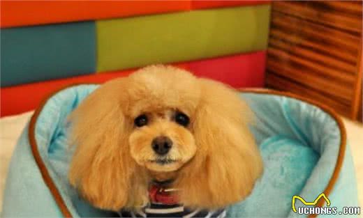 秋季养狗，掌握5大禁忌事项，希望你能为爱犬做好准备