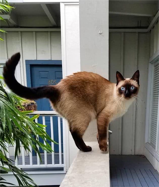 被惯坏的暹罗猫，会有这些表现，你家猫中了几个？