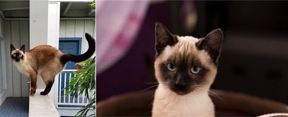 被惯坏的暹罗猫，会有这些表现，你家猫中了几个？