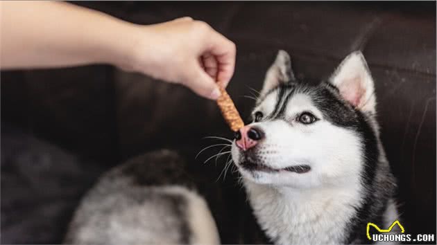 狗狗也偏心？原来它更爱女主人，有这几个原因