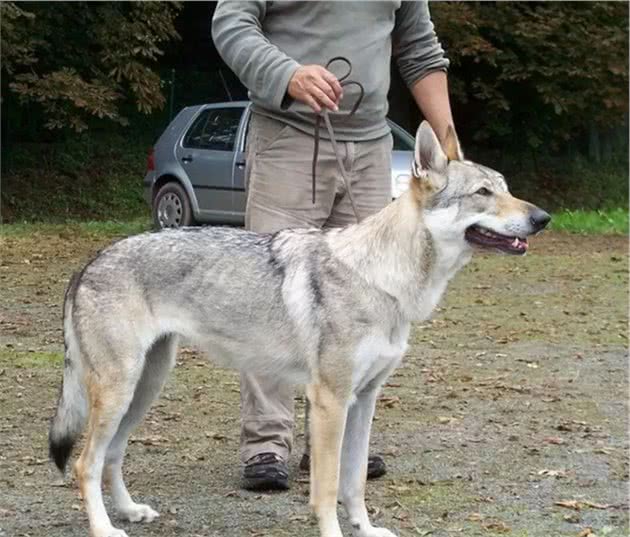 辟谣：哈士奇并不是最像狼的狗，跟狼基因最接近的是日本柴犬