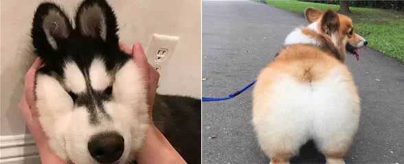 经常摸狗狗，竟然有这些意想不到的好处