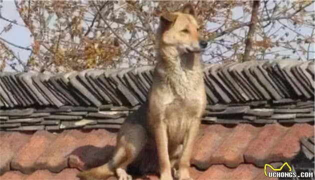 在农村，老人说“老狗上房，家败又亡”啥意思？有没有道理？