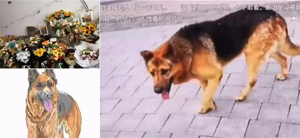 狗狗不会说话，我们为它发声