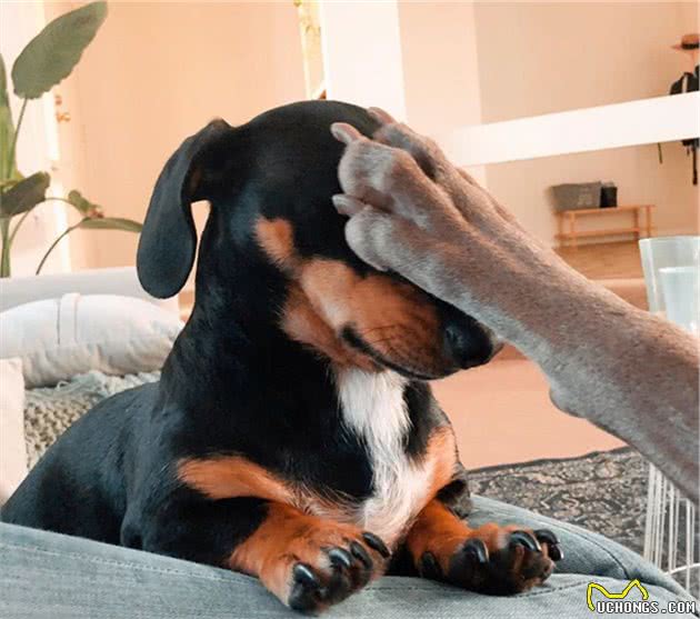 魏玛犬从小“怕狗”，小狗都能欺负它，有幸结识腊肠犬，帮它撑腰