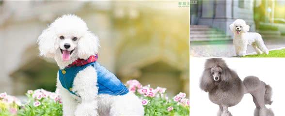 贵宾比熊傻傻分不清