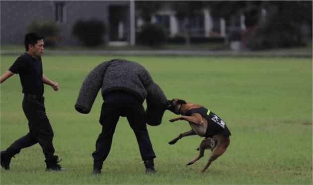 备战世警会，警犬每天加练5小时，“十八般武艺”上场！